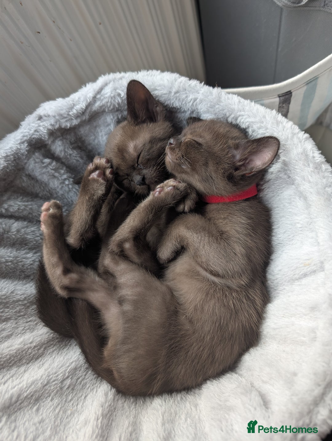 Burmese cats for sale: 5 bouncing beautiful Burmese boys - Image 4