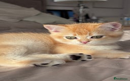 British Shorthair cats for sale: GCCF BSH BOY AND GIRL LEFT GOLDEN BLACK TIPPED  - Advert 2