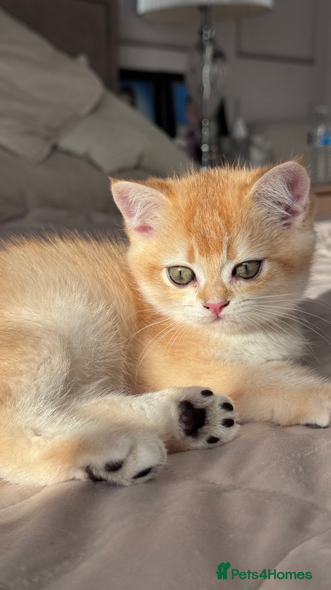 British Shorthair cats for sale: GCCF BSH BOY AND GIRL LEFT GOLDEN BLACK TIPPED  - Advert 2