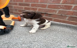 English Springer Spaniel dogs for sale: English springer spaniel working puppies  - Image 9