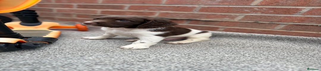 English Springer Spaniel Puppy 2