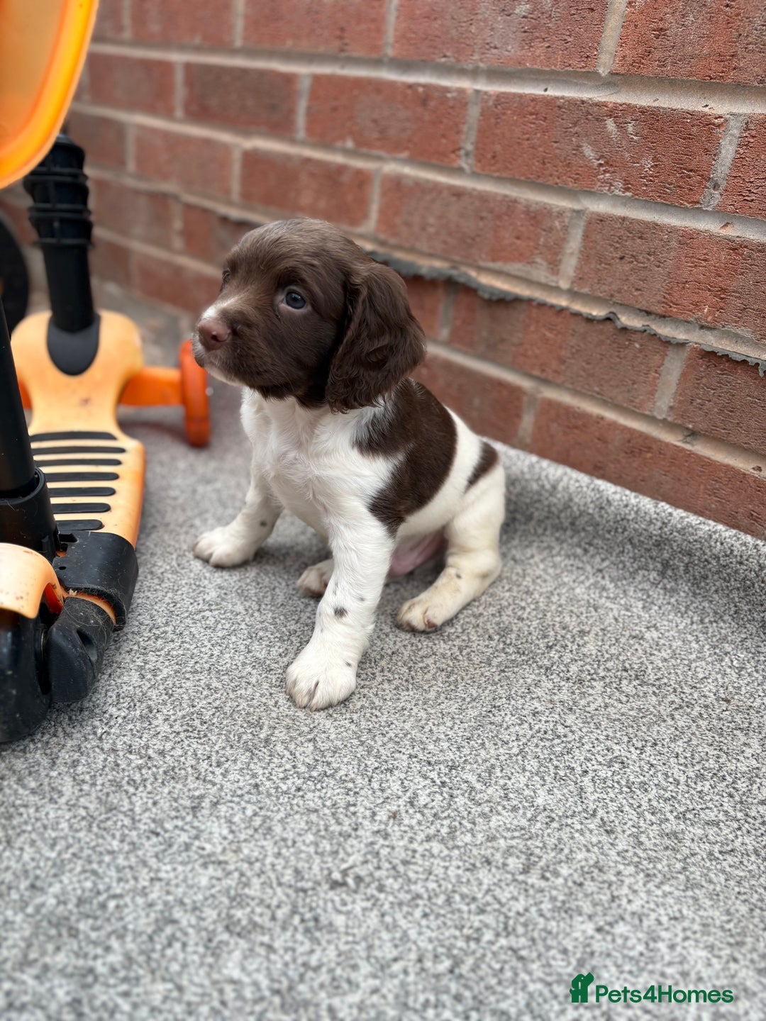 English Springer Spaniel dogs for sale: English springer spaniel working puppies  - Image 9