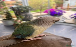 Conures birds for sale: Olive is looking for a new home - Image 2