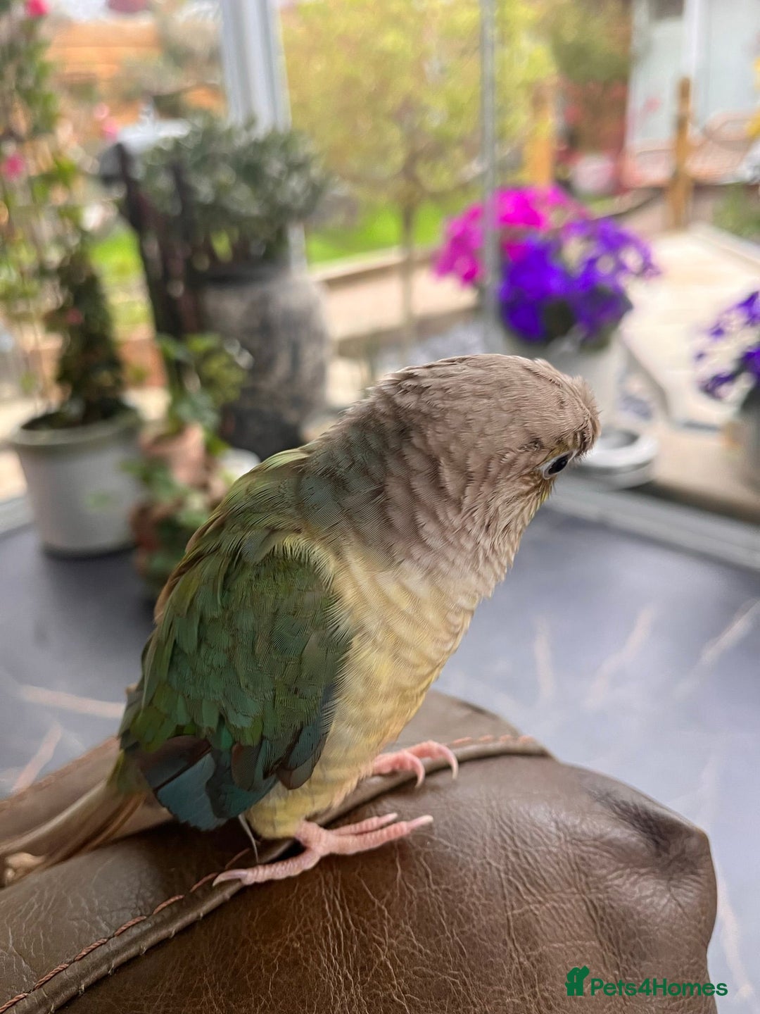Conures birds for sale: Olive is looking for a new home - Image 2