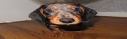 Miniature Dachshund dogs for sale: Mini dachshund  - Advert 3