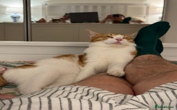 Mixed Breed cats for sale: Big kitten needs new home - Image 7