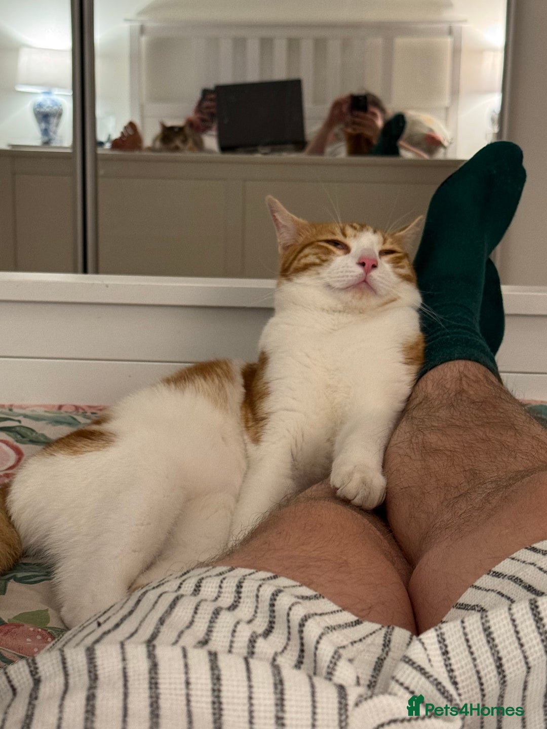 Mixed Breed cats for sale: Big kitten needs new home - Image 7