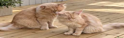 Maine Coon cats for sale: Beautiful full breed Male Maine coon blue  - Advert 5