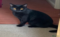 British Shorthair cats for sale: Black Cat looking for a forever home - Image 1