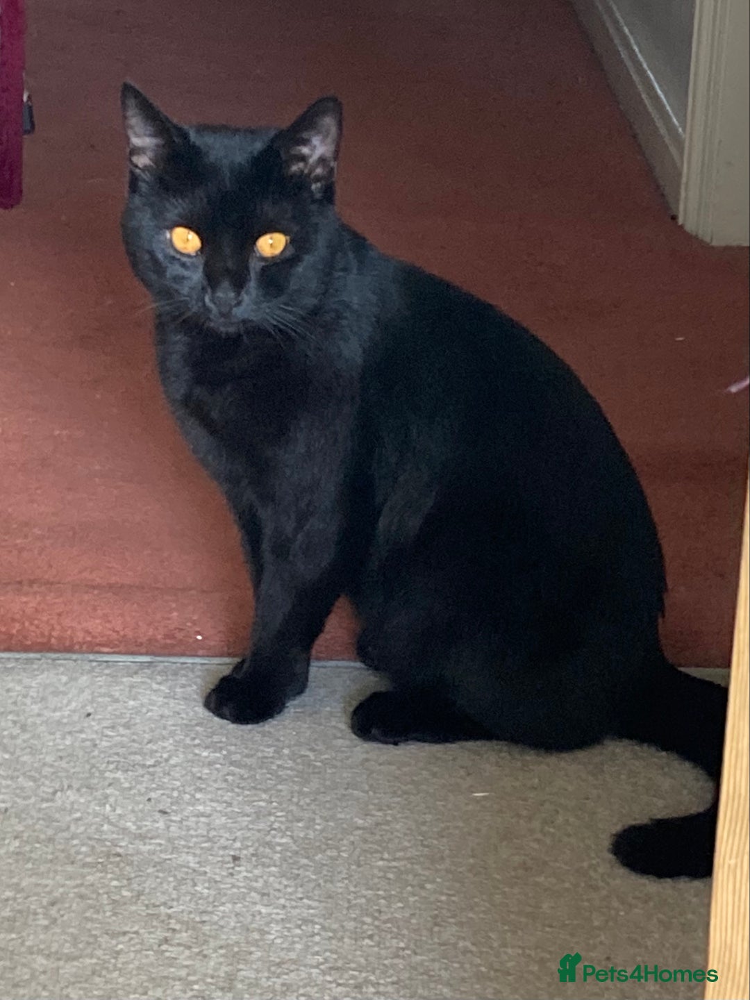 British Shorthair cats for sale: Black Cat looking for a forever home - Image 1