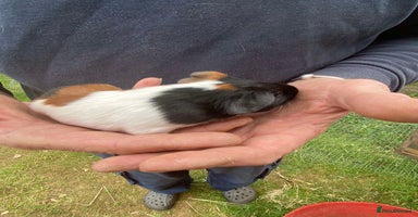 Guinea Pig rodents - Advert 7