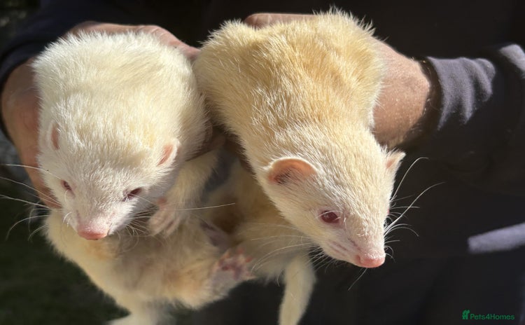 Ferret rodents - Advert 1