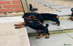 Dobermann dogs for sale: FULLY HEALTH & HEART TESTED KC in Whitland - Image 12