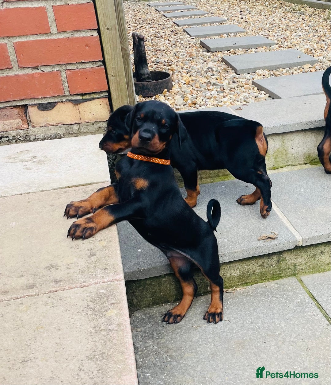 Dobermann dogs for sale: FULLY HEALTH & HEART TESTED KC in Whitland - Image 12