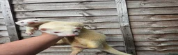 Ferret rodents for sale: 2 albino jills  - Advert 15