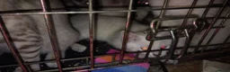 Mixed Breed cats for sale: Kittens for rehoming  in Dunfermline - Advert 8