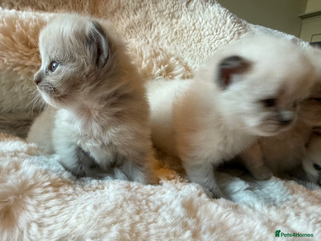 Ragdoll cats for sale: Beautiful mink point Ragdolls! 🩶🤍 - Image 19