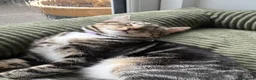 Domestic Shorthair cats for sale: FEMALE CAT *FREE* TO A GOOD HOME - Advert 10