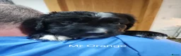 Bernedoodle dogs for sale: Gorgeous Bernedoodle pupd in Ballyclare - Advert 5