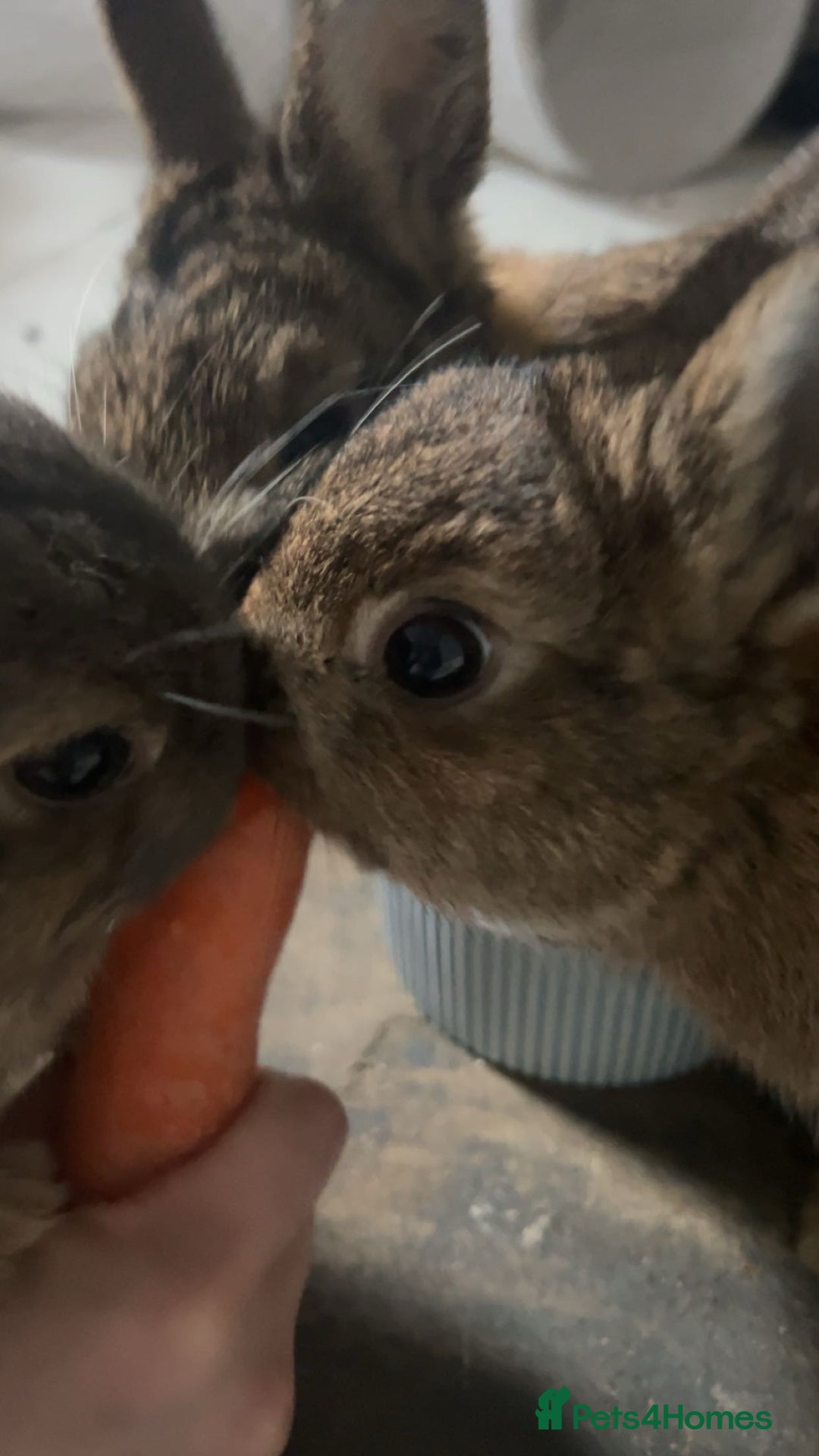 Netherland Dwarf rabbits for sale: 3 male Netherland dwarf rabbits  - Advert 3