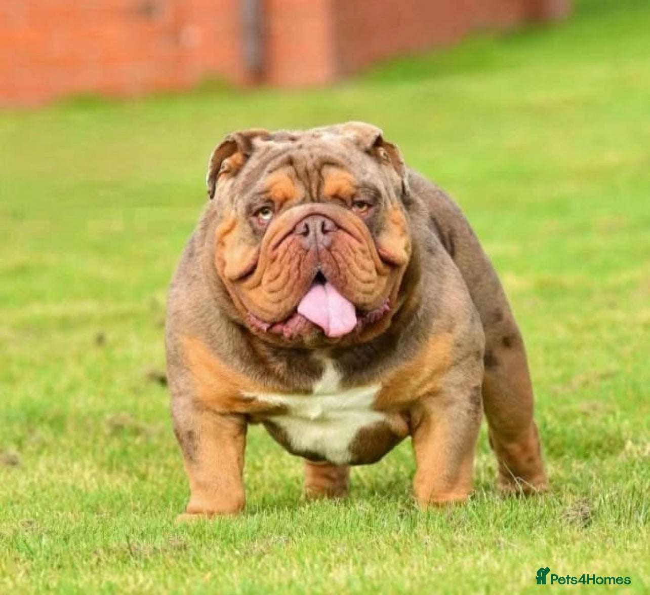 English Bulldog dogs Proven English bulldog Stud - Don Truffle - Advert 1