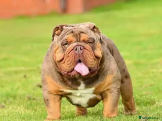 English Bulldog dogs Proven English bulldog Stud - Don Truffle - Advert 9