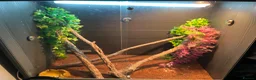 Chameleon reptiles for sale: Chameleon with full set up in Pontypridd - Advert 3