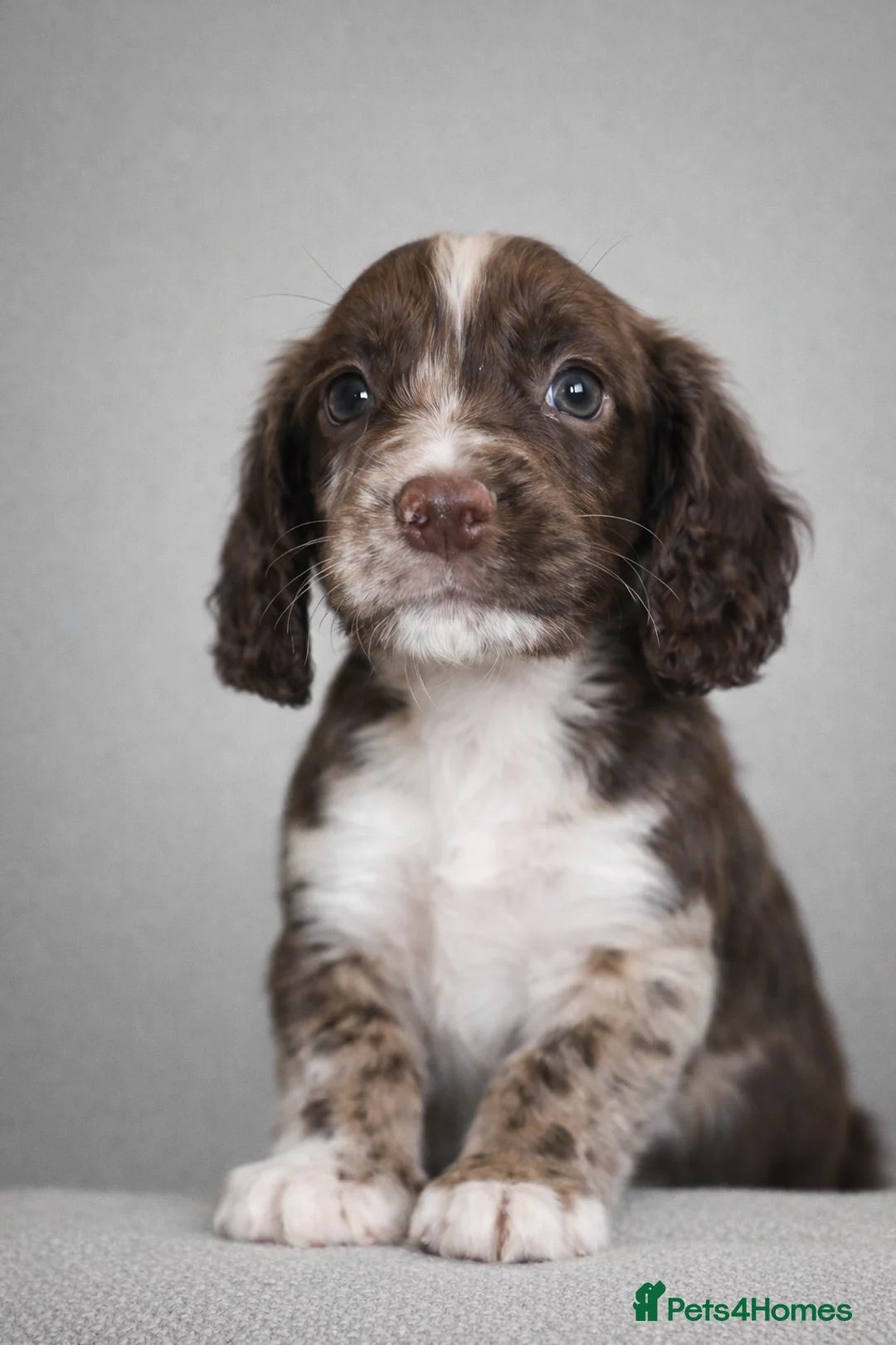 Cocker Spaniel dogs for sale: 🐾 Stunning merle Cocker Spaniels - 3 available🐾  - Advert 2
