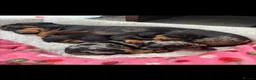 Miniature Dachshund dogs for sale: 2 miniature dachshunds for sale (smooth haired) in Lanark - Advert 7