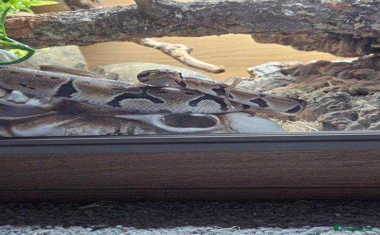 Python Snake reptiles - Advert 6