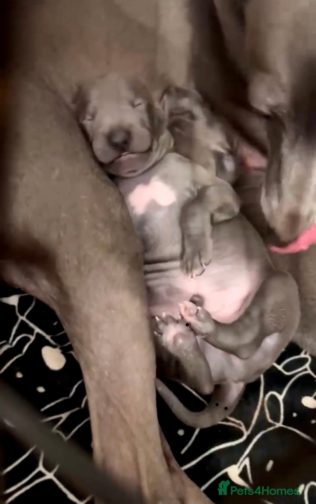 Italian Greyhound dogs for sale: 🐾Exceptional litter of KC Italian Greyhounds 🐾 - Advert 31