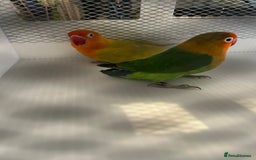 Lovebirds birds for sale: Various Baby Fisher Lovebirds in Newcastle upon Tyne - Image 1