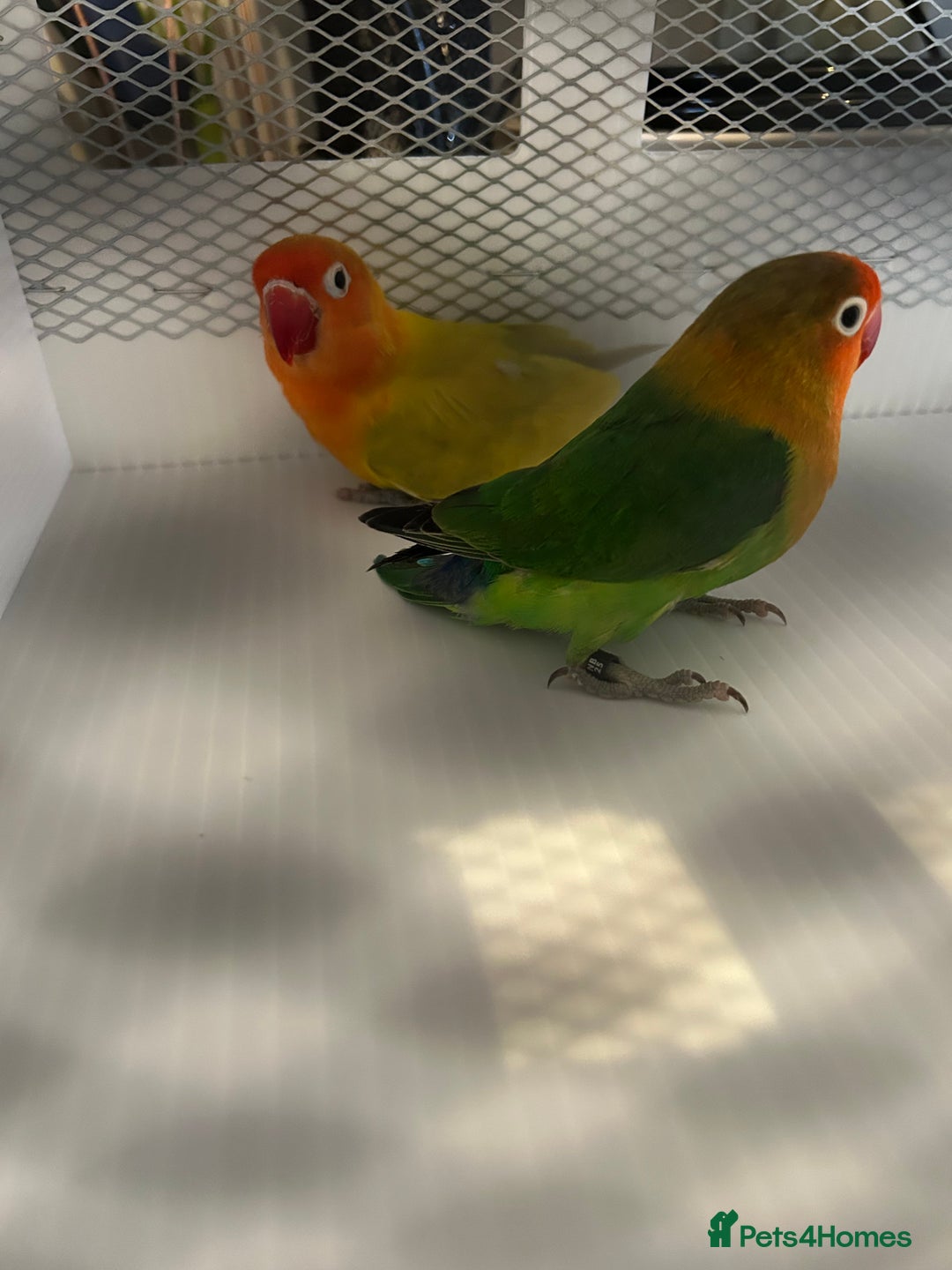 Lovebirds birds for sale: Various Baby Fisher Lovebirds in Newcastle upon Tyne - Image 1