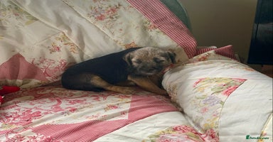 Border Terrier dogs - Advert 10