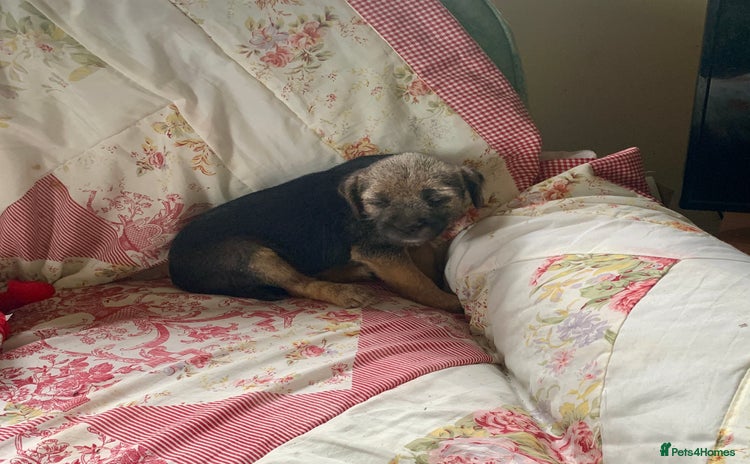 Border Terrier dogs - Advert 3