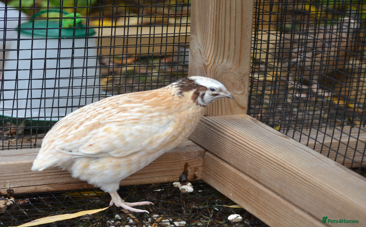 Quail poultry 3 Coturnix Quail - 1x Female, 2x Male - Advert 1