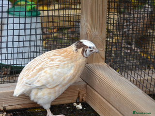Quail poultry for sale: 3 Coturnix Quail - 1x Female, 2x Male - Advert 1