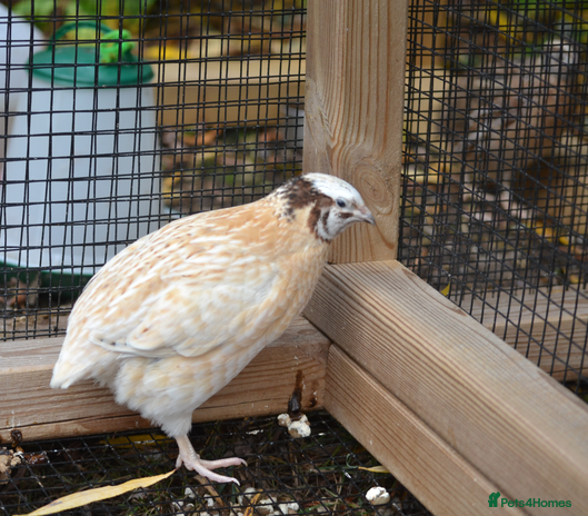 Quail poultry 3 Coturnix Quail - 1x Female, 2x Male - Advert 3