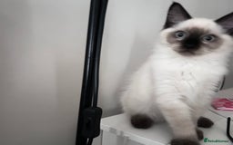 Ragdoll cats for sale: Beautiful Ragdoll kittens available  - Image 3