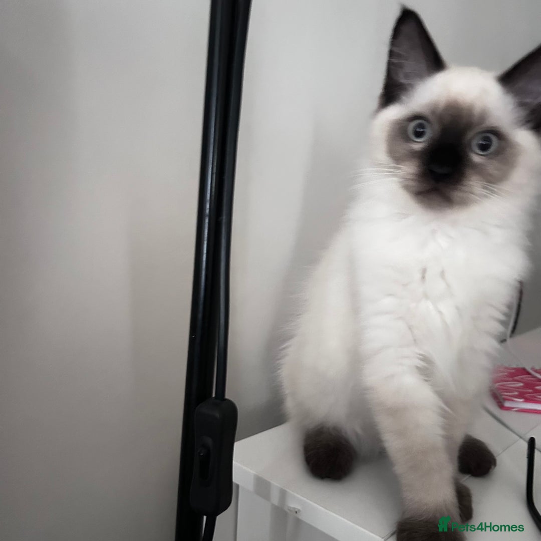 Ragdoll cats for sale: Beautiful Ragdoll kittens available  - Image 3