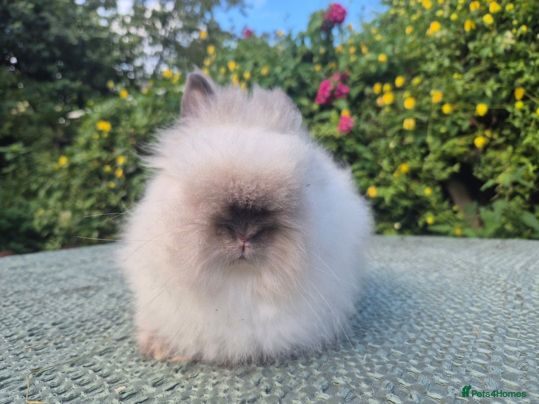 Angora rabbits for sale: ♥️READY NOW🧡Teddydwerg babies- Imported parents🧡 - Image 9