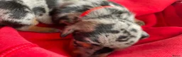 Dachshund dogs for sale: Dachshund puppy ready to go - Advert 3