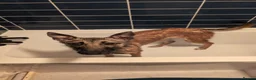 Mixed Breed dogs for sale: Lilo - Fawn Greyhound & Belgian Malinois Cross - Advert 2