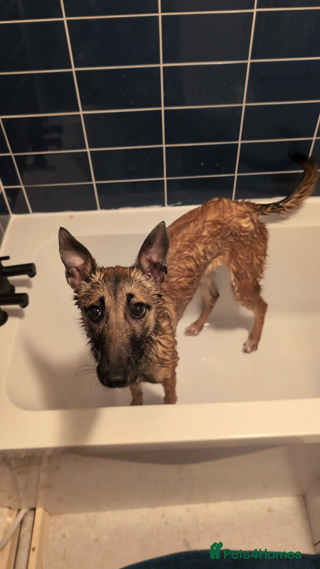 Mixed Breed dogs for sale: Lilo - Fawn Greyhound & Belgian Malinois Cross - Advert 2