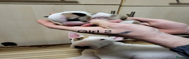 English Bull Terrier Puppy 7