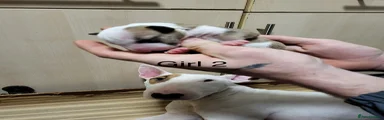 English Bull Terrier Puppy 7