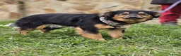 Mixed Breed dogs for adoption: ❤️🐶 LOLLY – GENTLE HEART, HAPPY SOUL in Burton-on-Trent - Advert 13