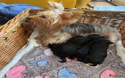 Yorkshire Terrier dogs for sale:  2 left Yorkshire terrier Black Biewer Ready To go - Image 10