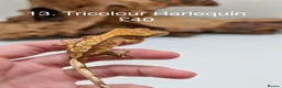 Gecko reptiles for sale: Stunning Mixed Morph Crested Gecko Babies! - Advert 11