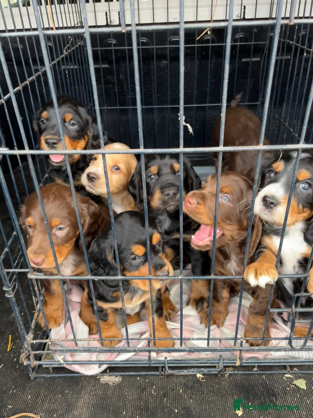 Cocker Spaniel dogs for stud: Well proven working cocker spaniel stud in Diss - Advert 9